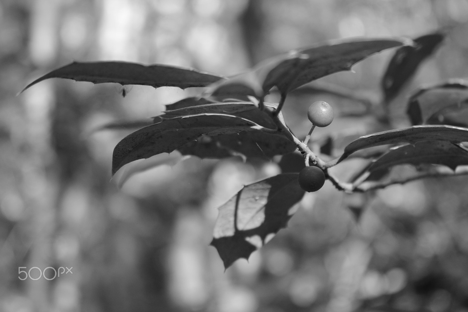 Canon EOS 600D (Rebel EOS T3i / EOS Kiss X5) sample photo. Beautiful nature photo photography