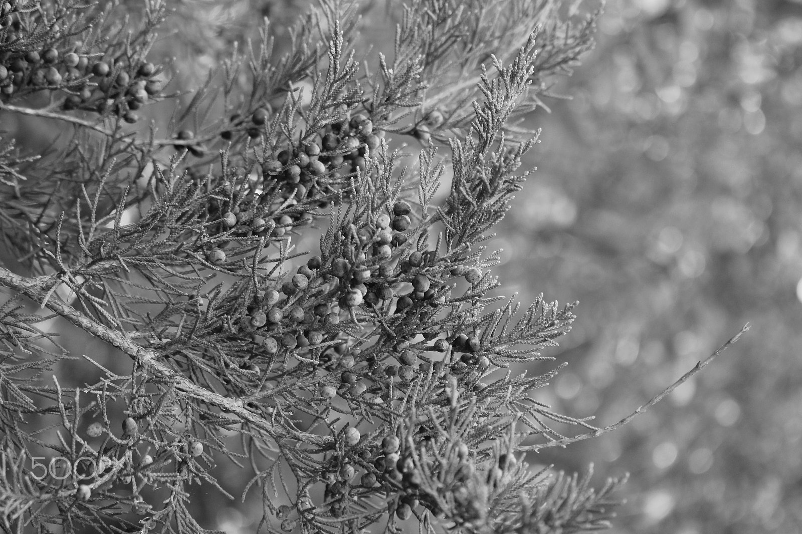 Canon EOS 600D (Rebel EOS T3i / EOS Kiss X5) sample photo. Beautiful nature photo photography