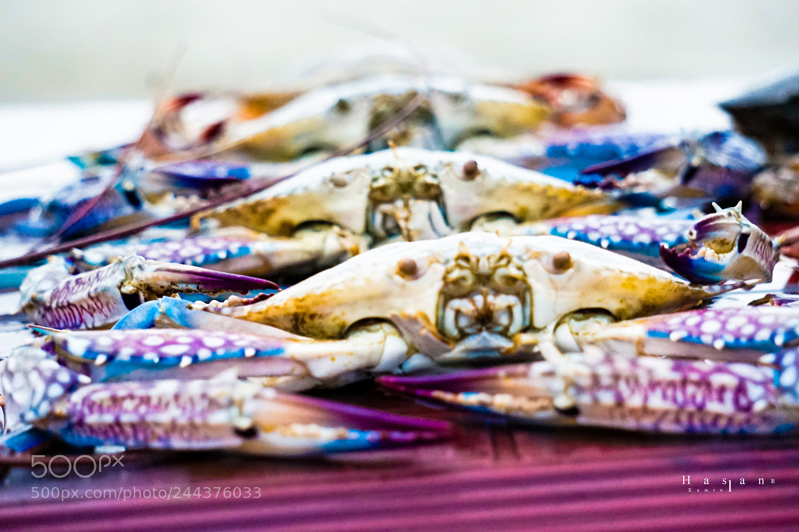Sony a7 sample photo. Marine fish crabs photography