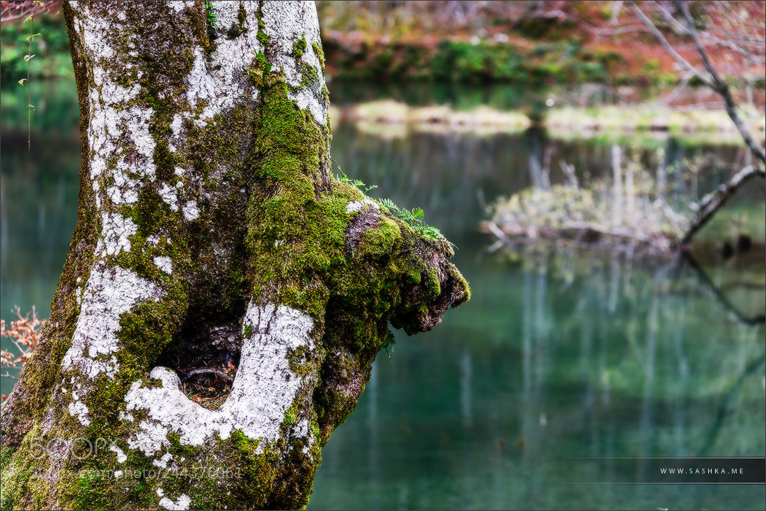 Sony Alpha a99 sample photo. Natural autumnal landscape, lake photography