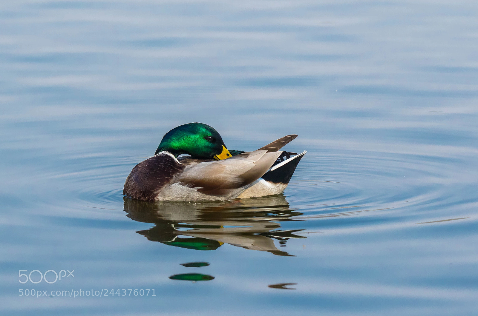 Canon EOS 7D Mark II sample photo. The mallard photography