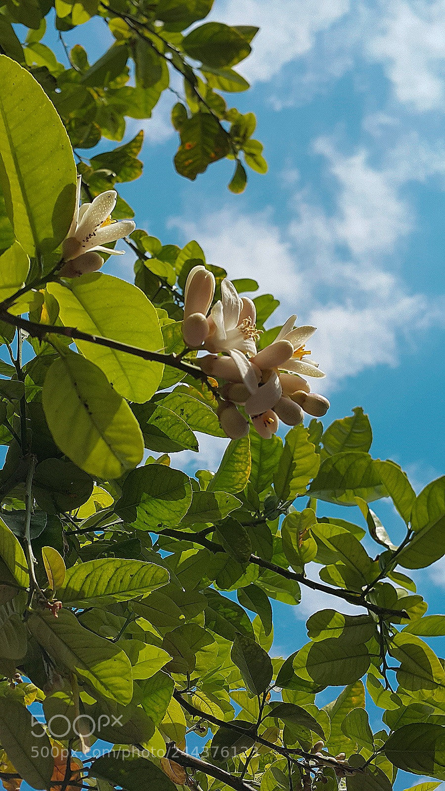 Samsung Galaxy Note4 sample photo. Lemon blossoms. photography