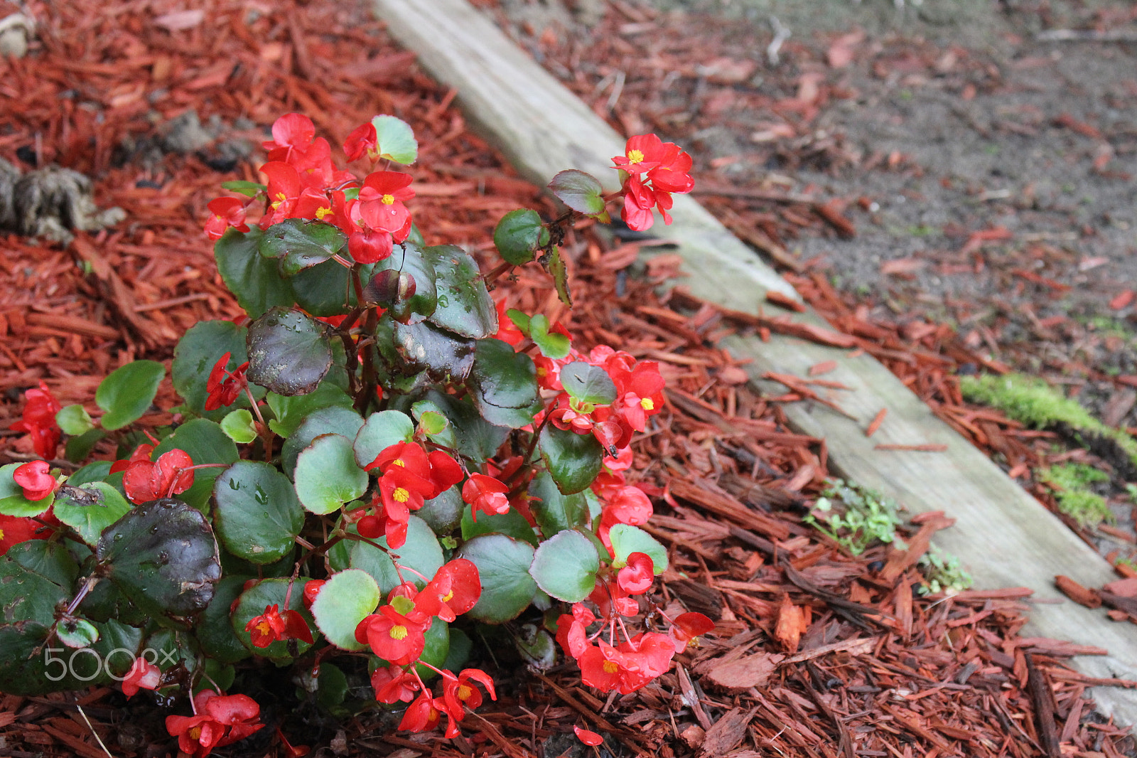 Canon EOS 600D (Rebel EOS T3i / EOS Kiss X5) sample photo. Beautiful nature photo photography