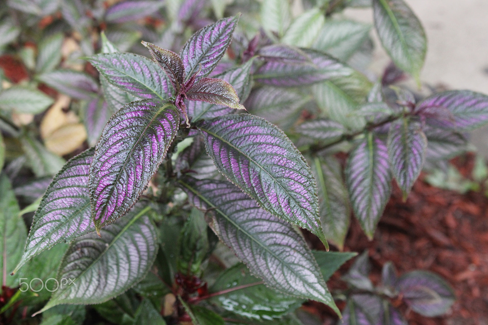 Canon EOS 600D (Rebel EOS T3i / EOS Kiss X5) sample photo. Beautiful nature photo photography