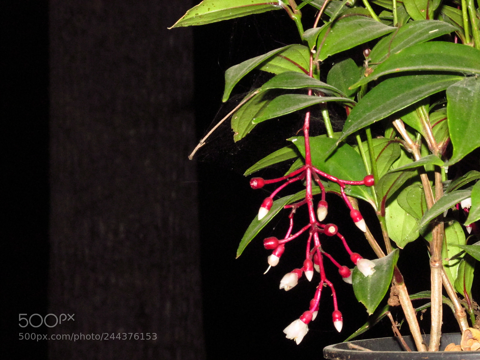 Canon PowerShot SX170 IS sample photo. Beautiful nature photo photography