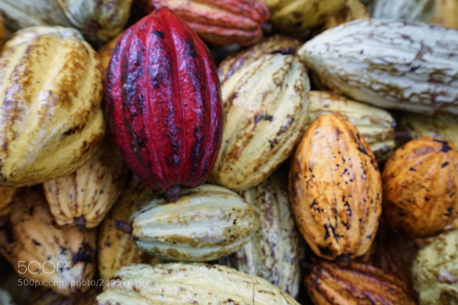 Sony a7 II sample photo. Colorful cocoas photography