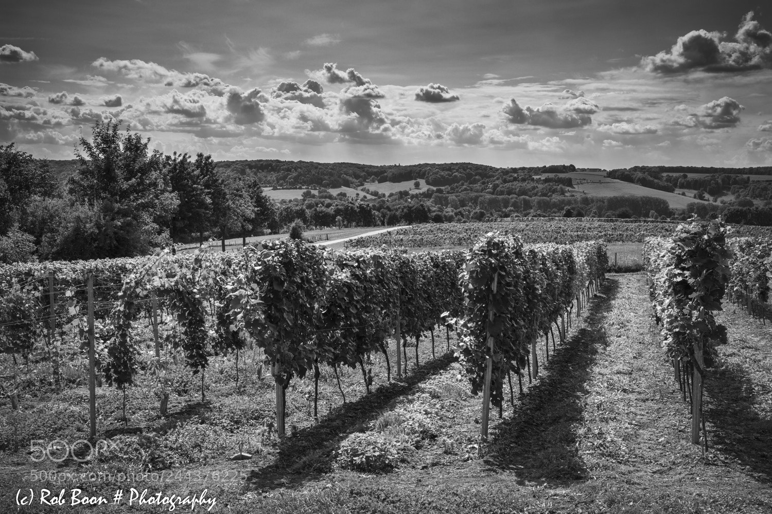 Canon EOS 5DS sample photo. Vineyard @ fromberg 2 photography