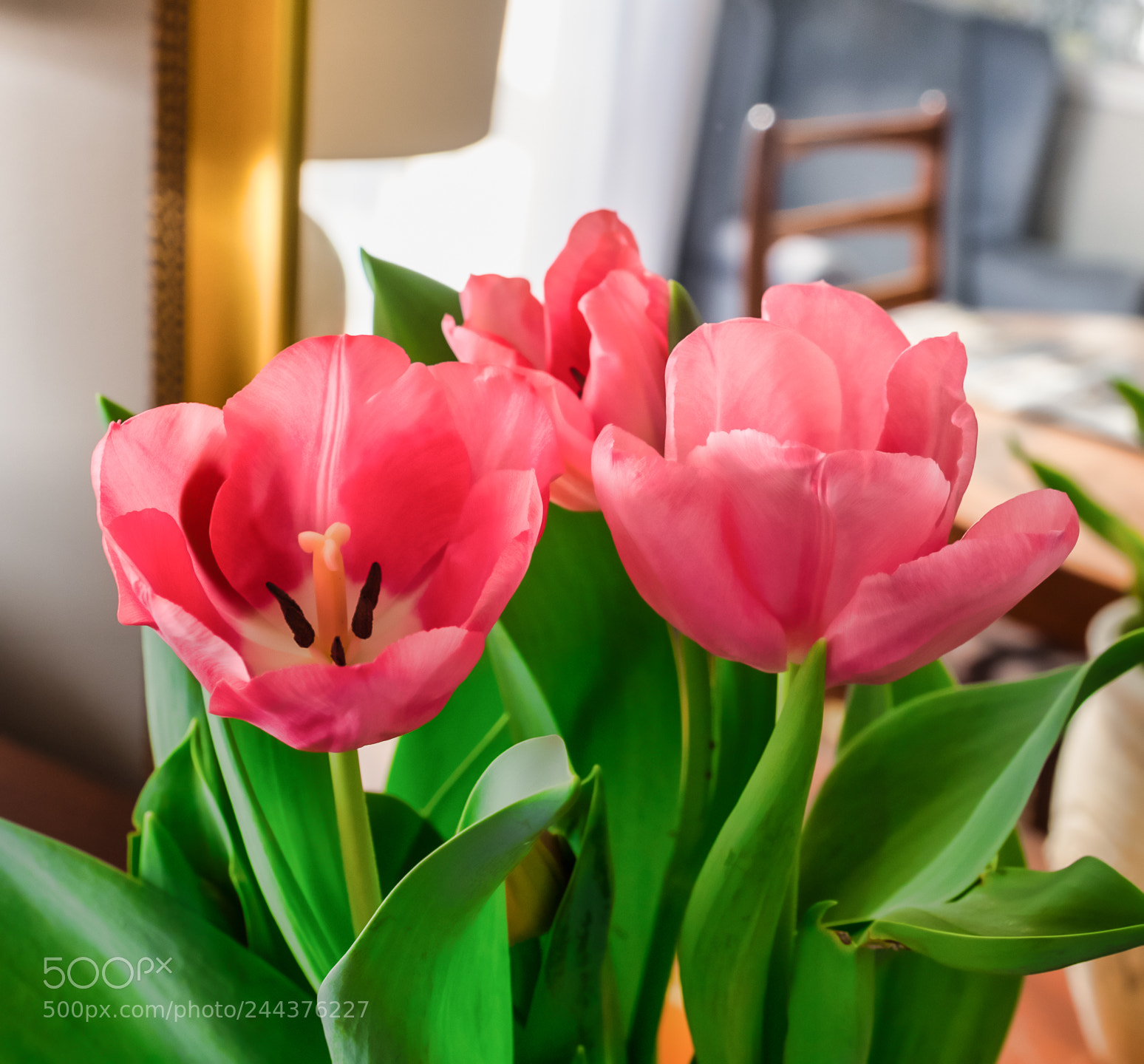 Fujifilm X-T2 sample photo. Early morning winter tulips photography