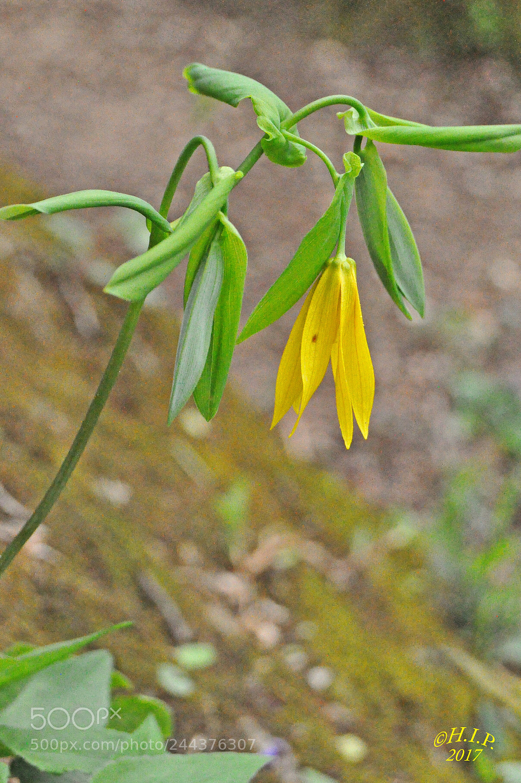 Nikon D90 sample photo. A touch of sunshine photography