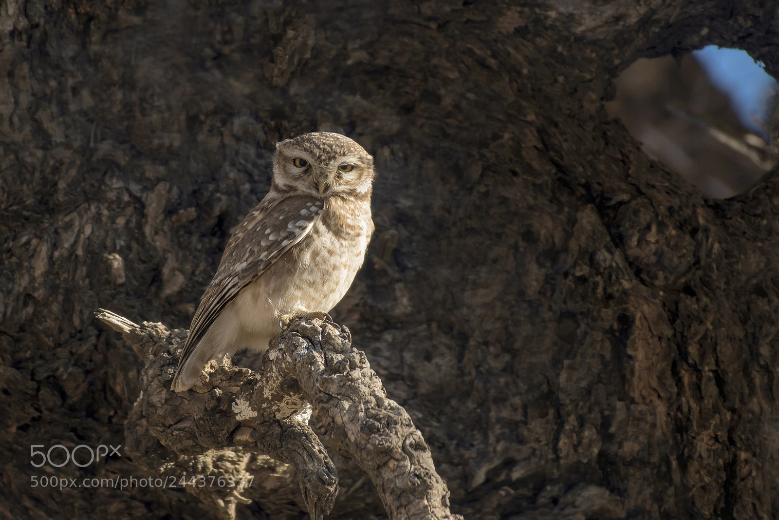 Nikon D500 sample photo. Wonders of nature spotted photography