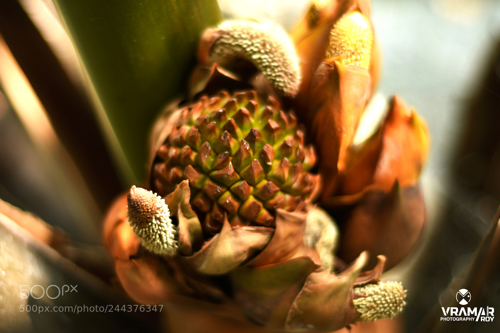 Nikon D7200 sample photo. Gol flower . photography