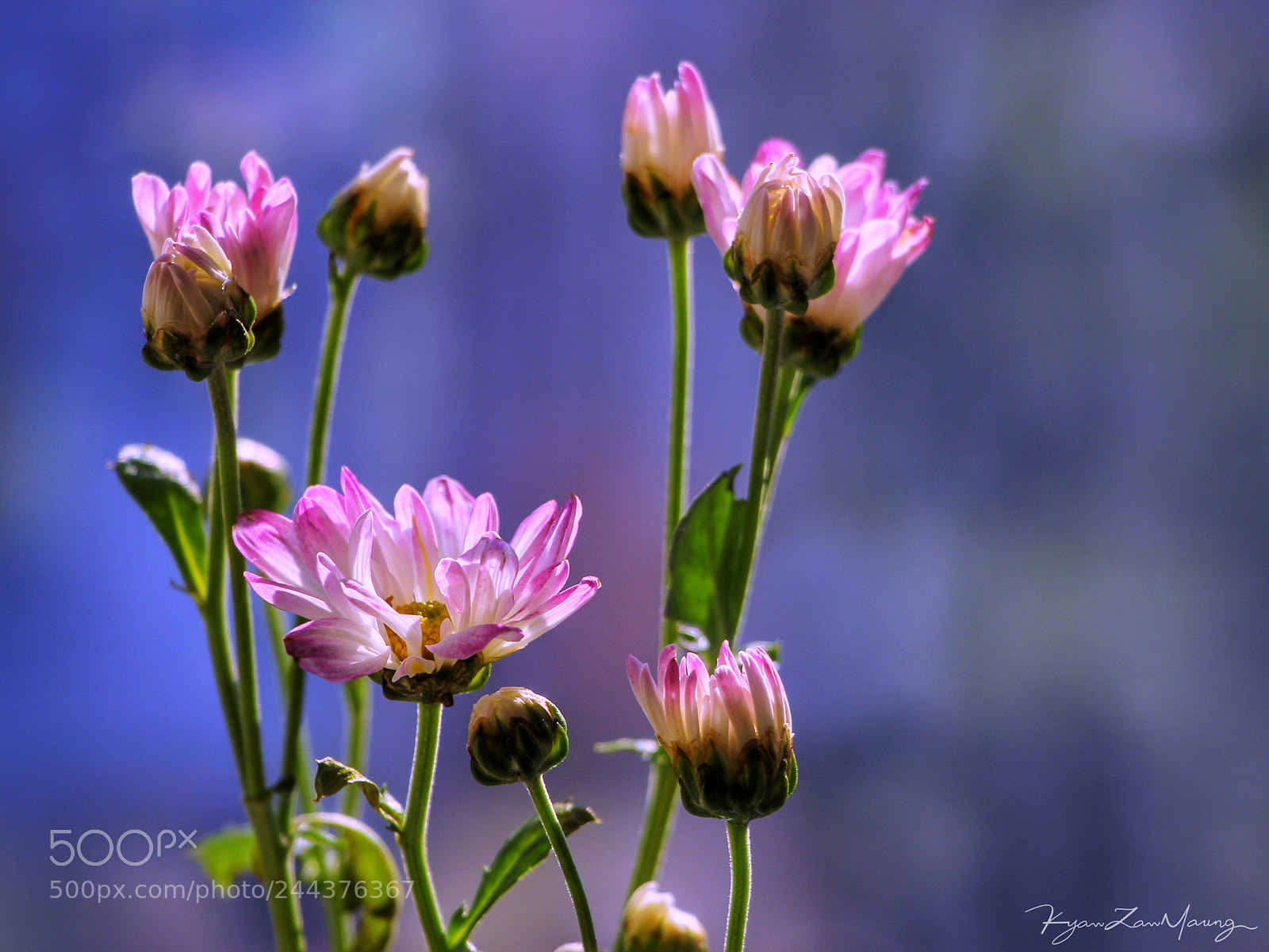 Canon EOS 60D sample photo. Flowers photography