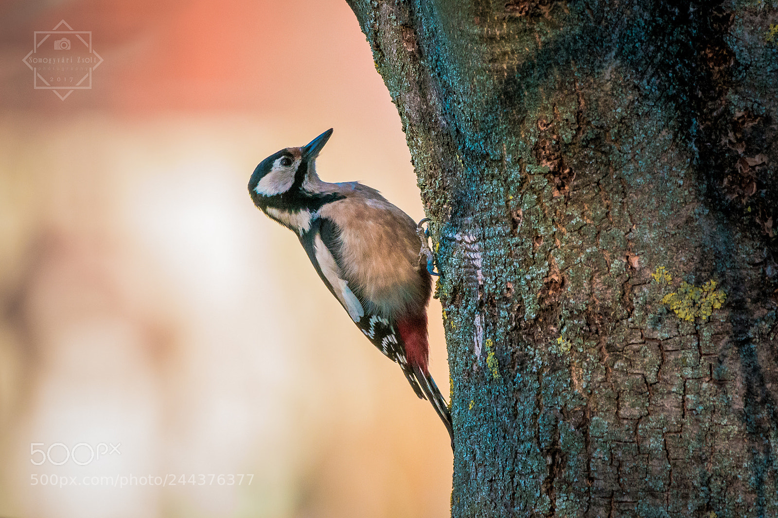 Nikon D7100 sample photo. Woodpecker. photography