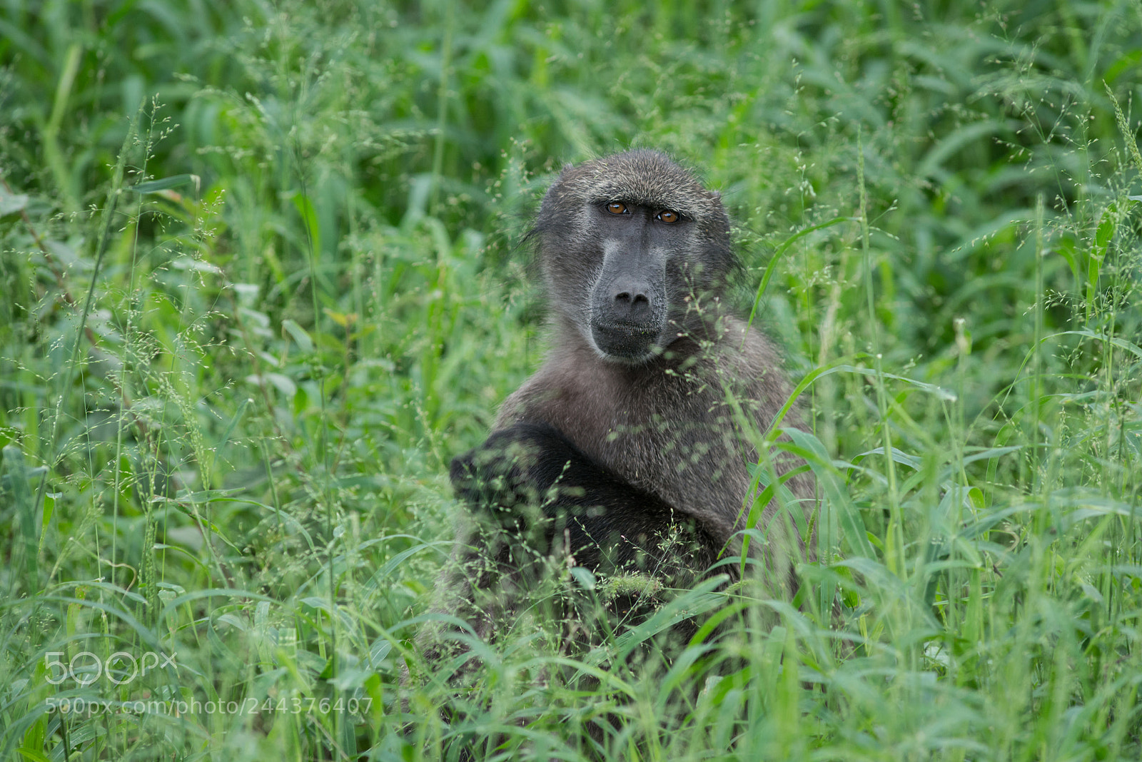 Nikon D800 sample photo. Baboon photography