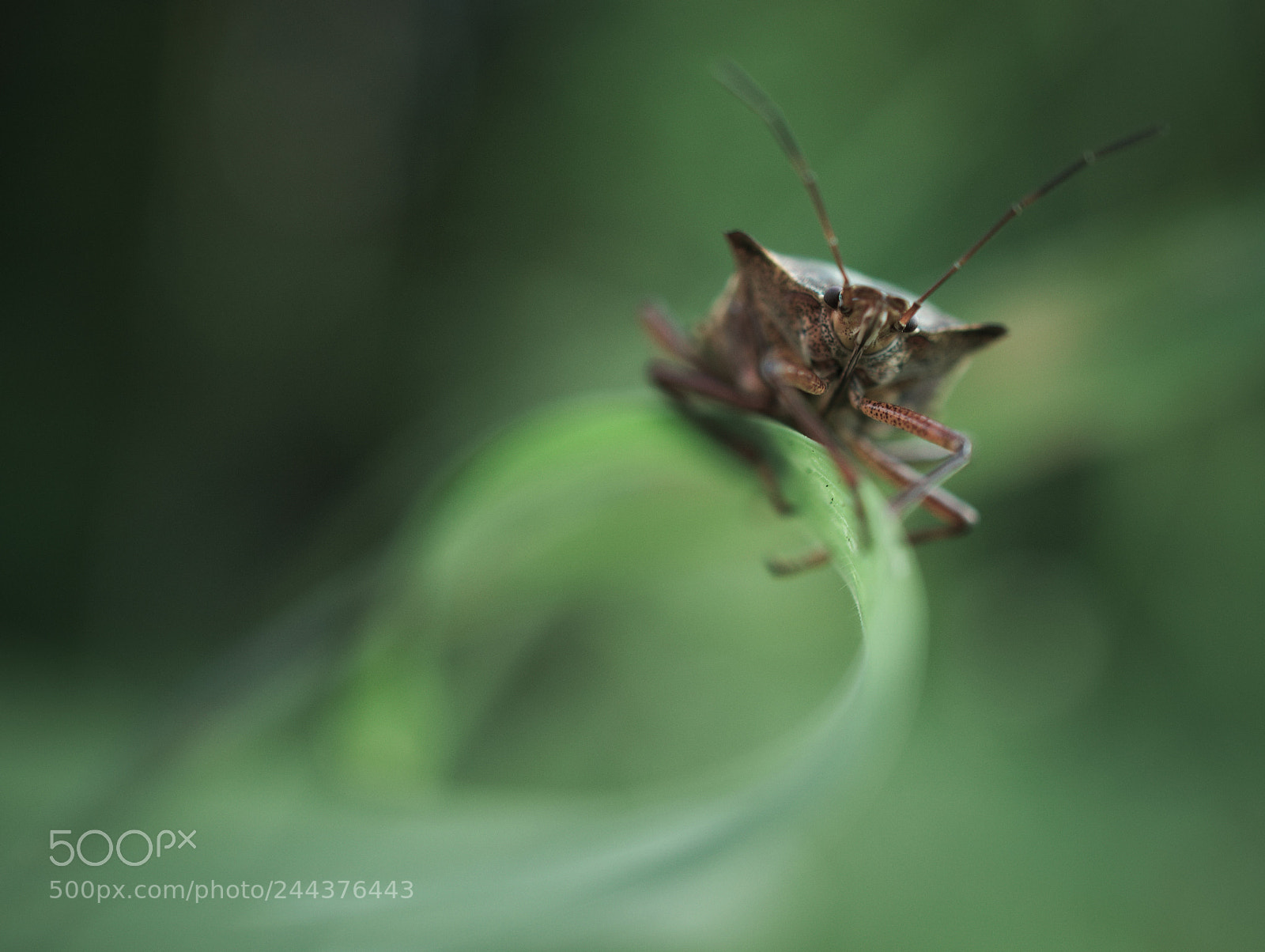 Sony Alpha a5000 (ILCE 5000) sample photo. Bug on a leaf photography