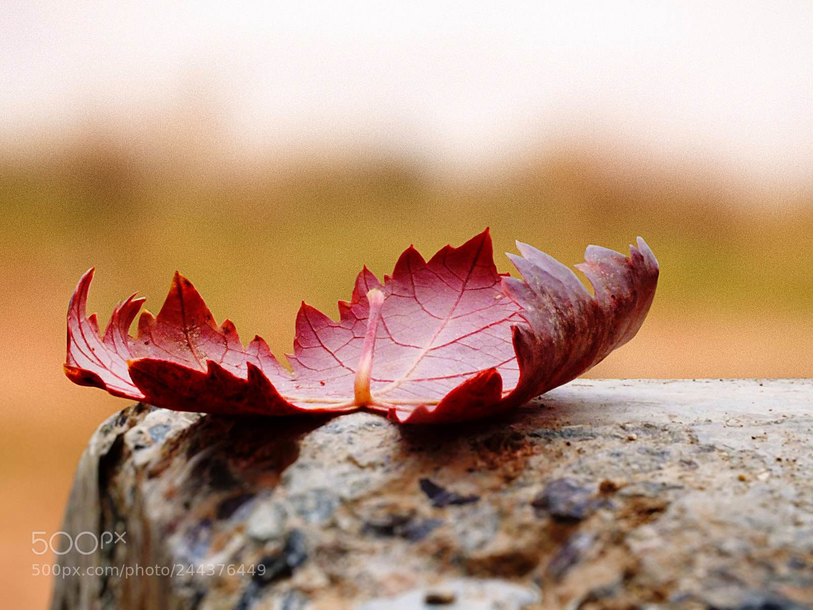 FujiFilm FinePix HS20 EXR (FinePix HS22 EXR) sample photo. Autumn photography