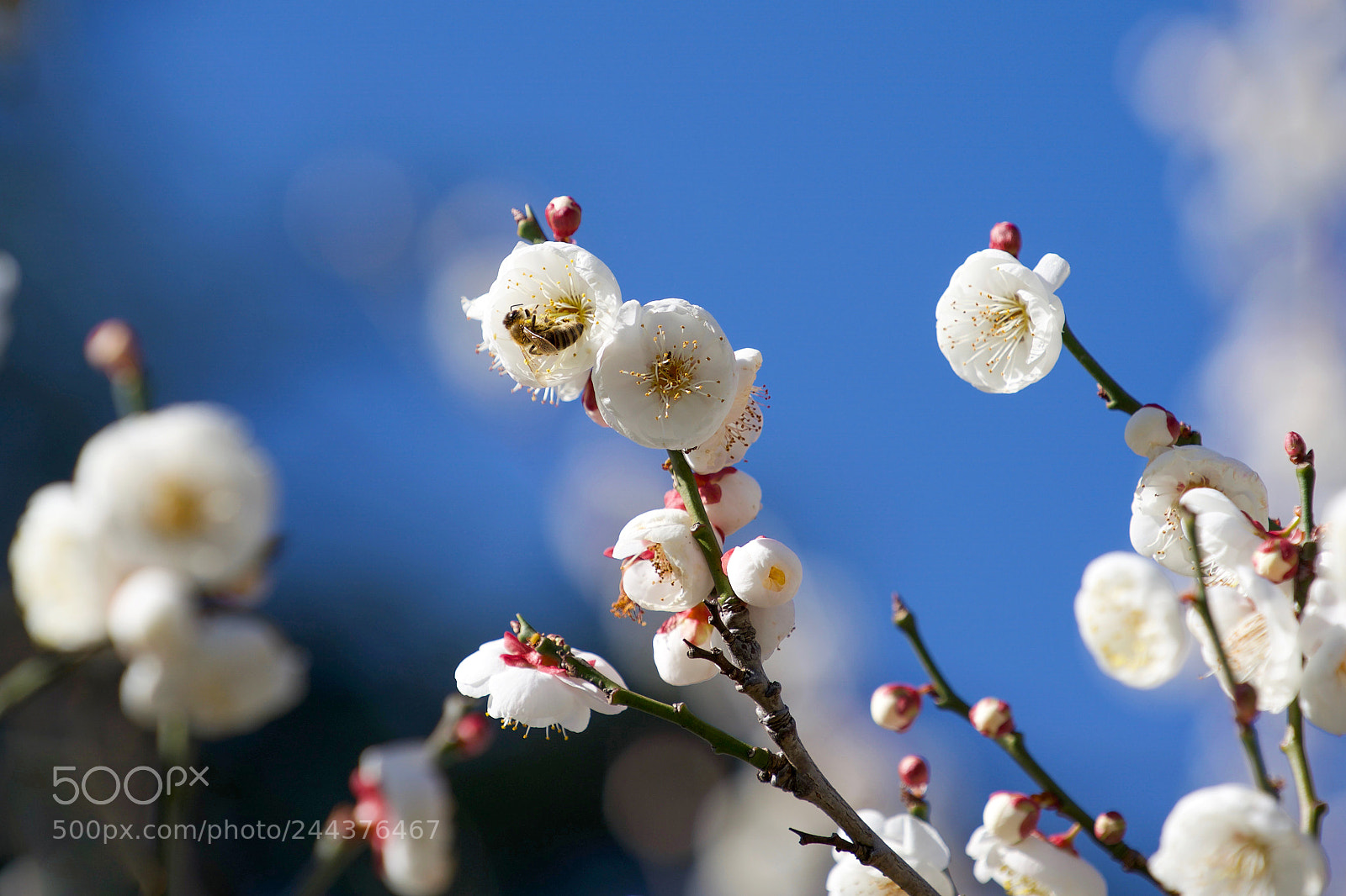 Sony a9 sample photo. No one can blind photography