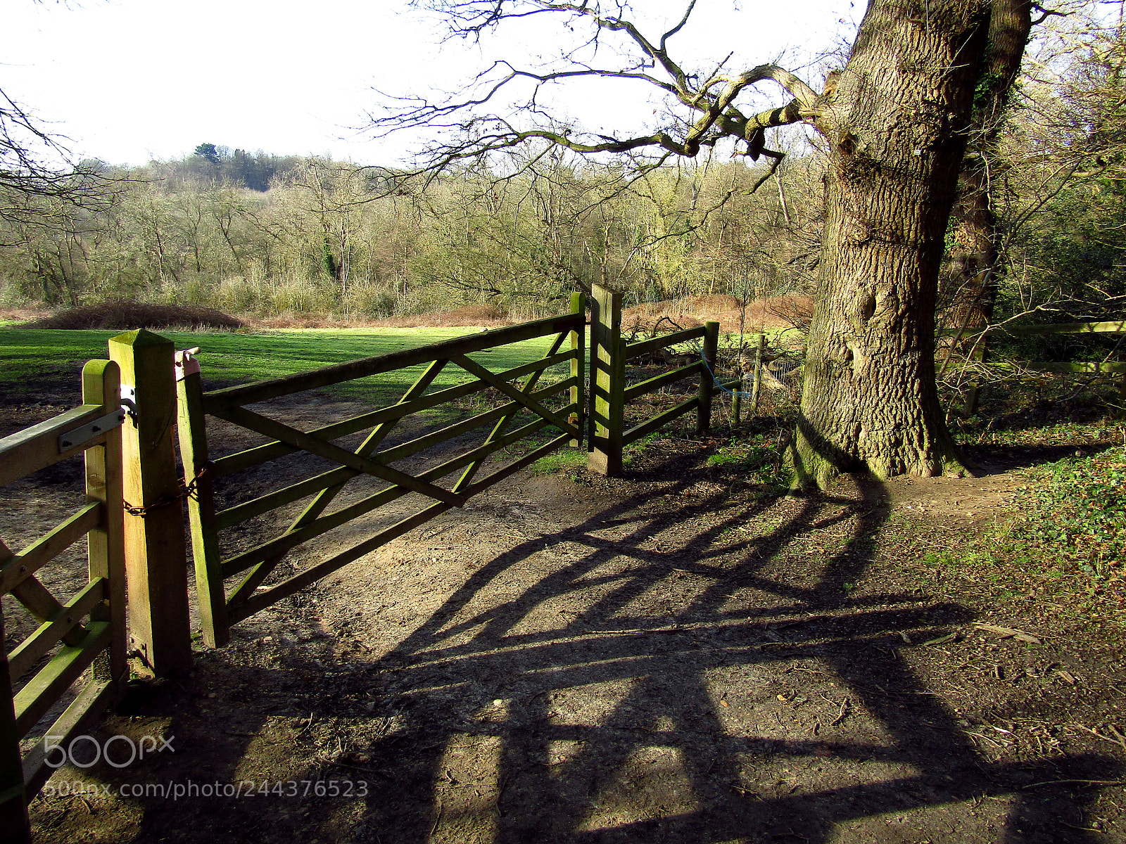 Canon PowerShot SX410 IS sample photo. Hadleigh park, essex photography