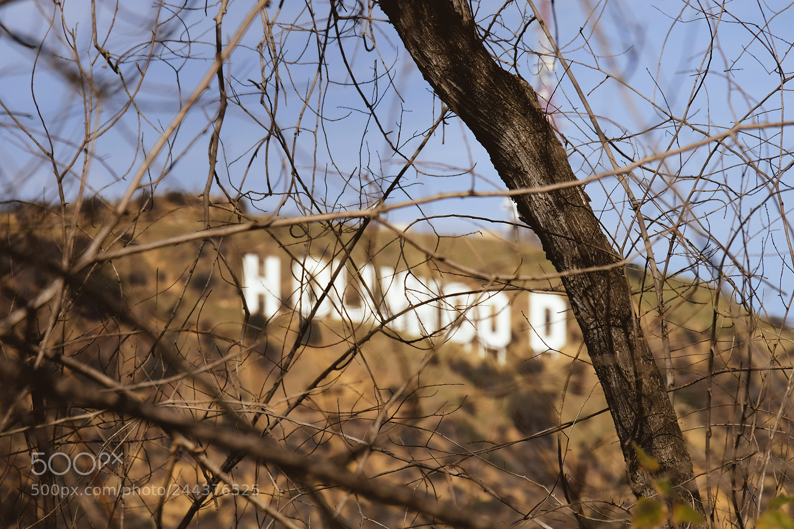 Fujifilm X-T20 sample photo. Hollywood branches photography