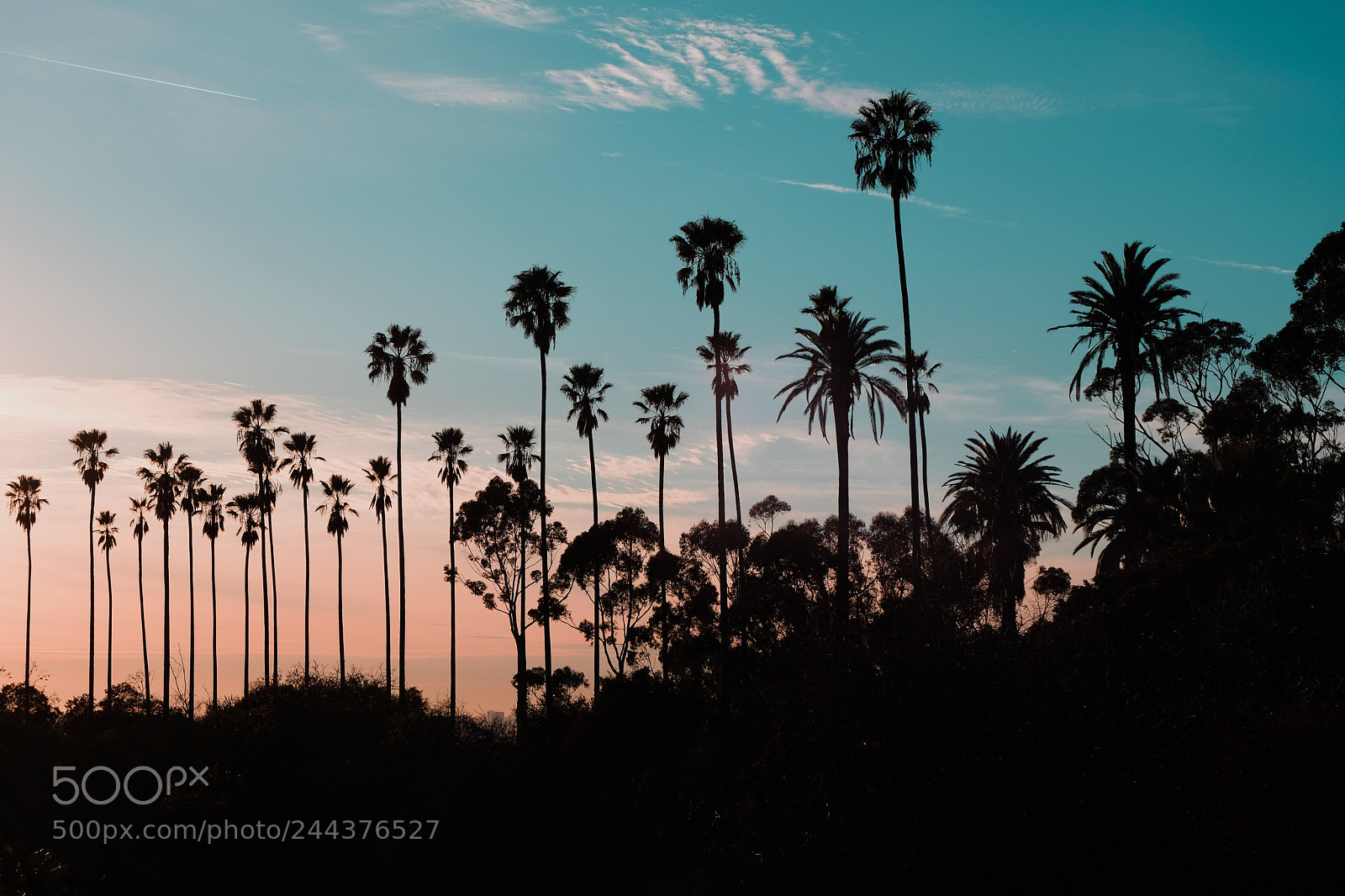 Fujifilm X-T20 sample photo. Elysian palms photography