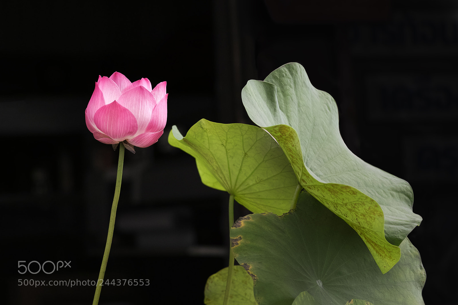 Sigma DP3 Merrill sample photo. Dp3m0330-1.jpg photography