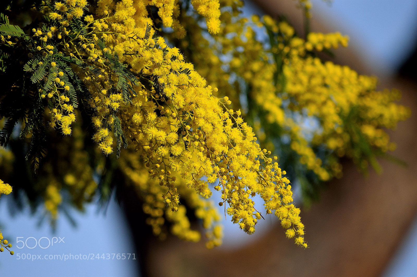 Nikon D3200 sample photo. Seasonal flowers photography