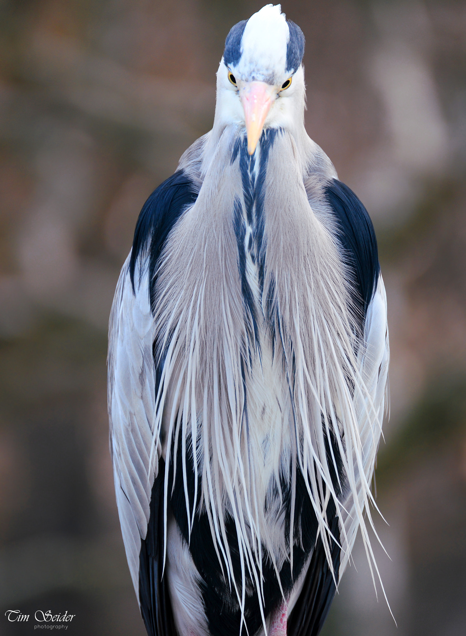 Nikon D610 sample photo. Heron photography