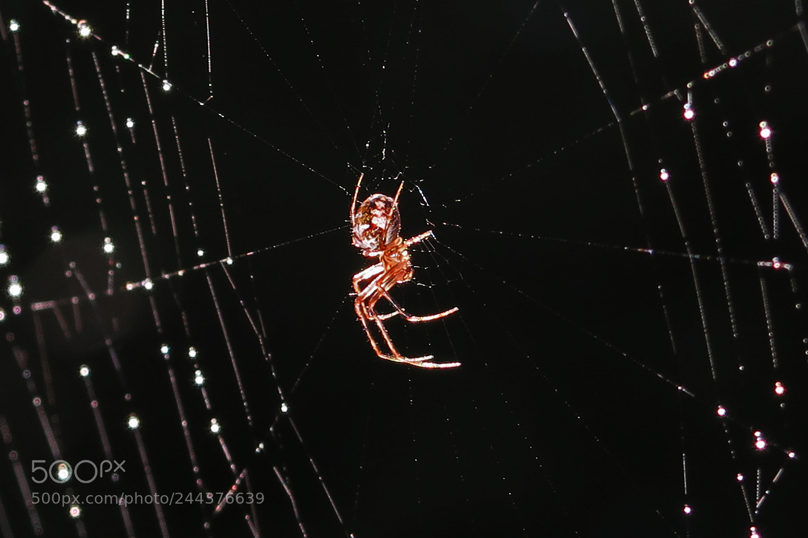 Canon PowerShot G7 X sample photo. Orbweaver photography