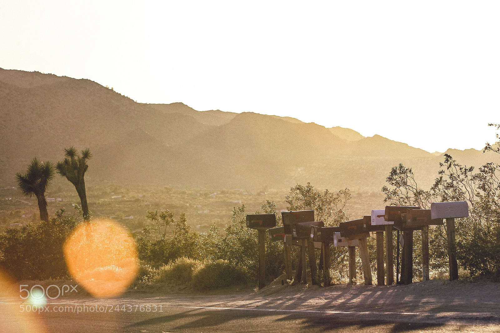 Canon EOS-1D Mark IV sample photo. Joshua tree photography