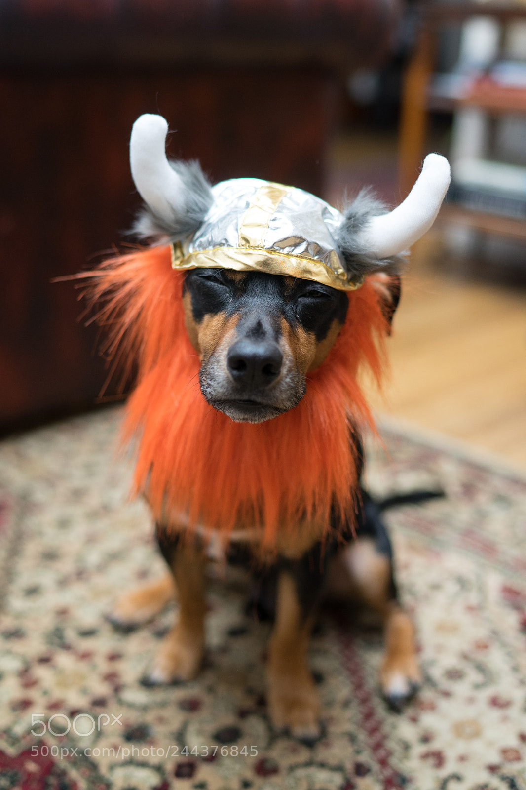 Sony a7 sample photo. Viking peter the dog photography