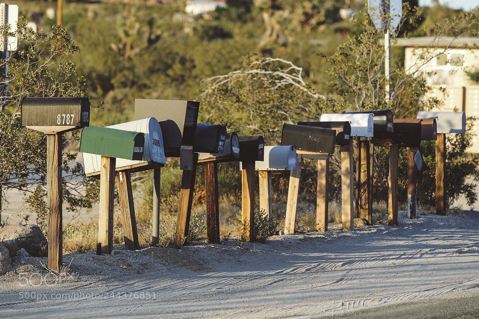Canon EOS-1D Mark IV sample photo. Joshua tree photography