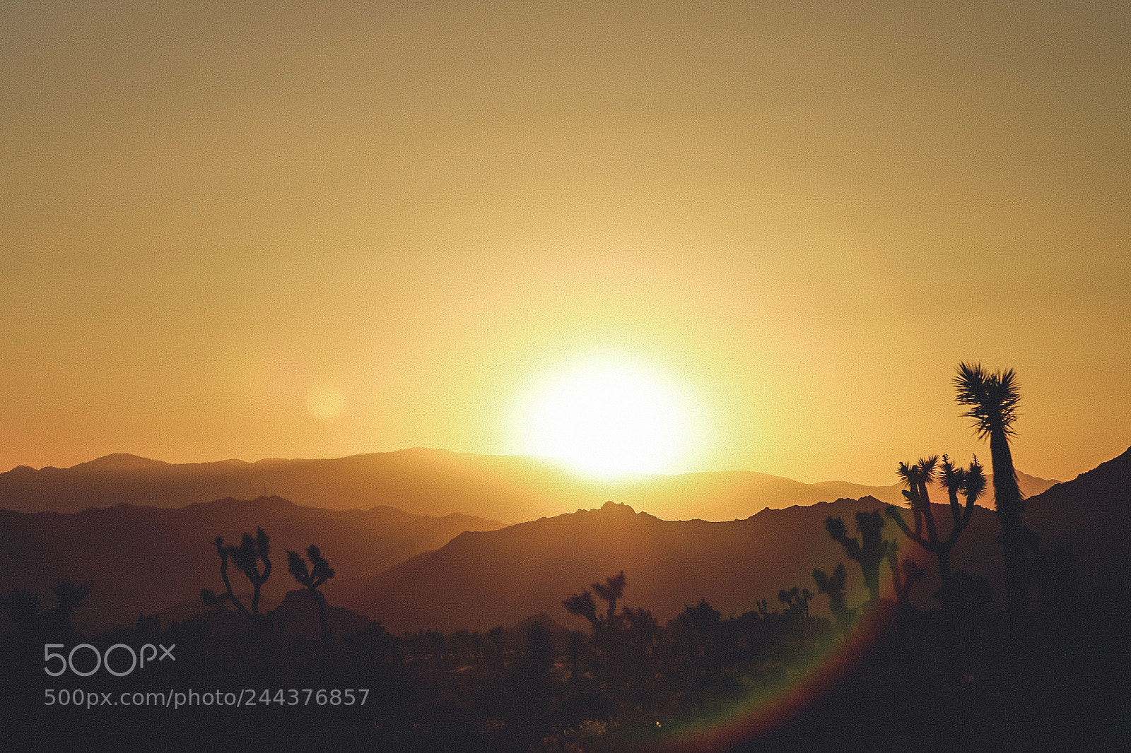 Canon EOS-1D Mark IV sample photo. Joshua tree photography