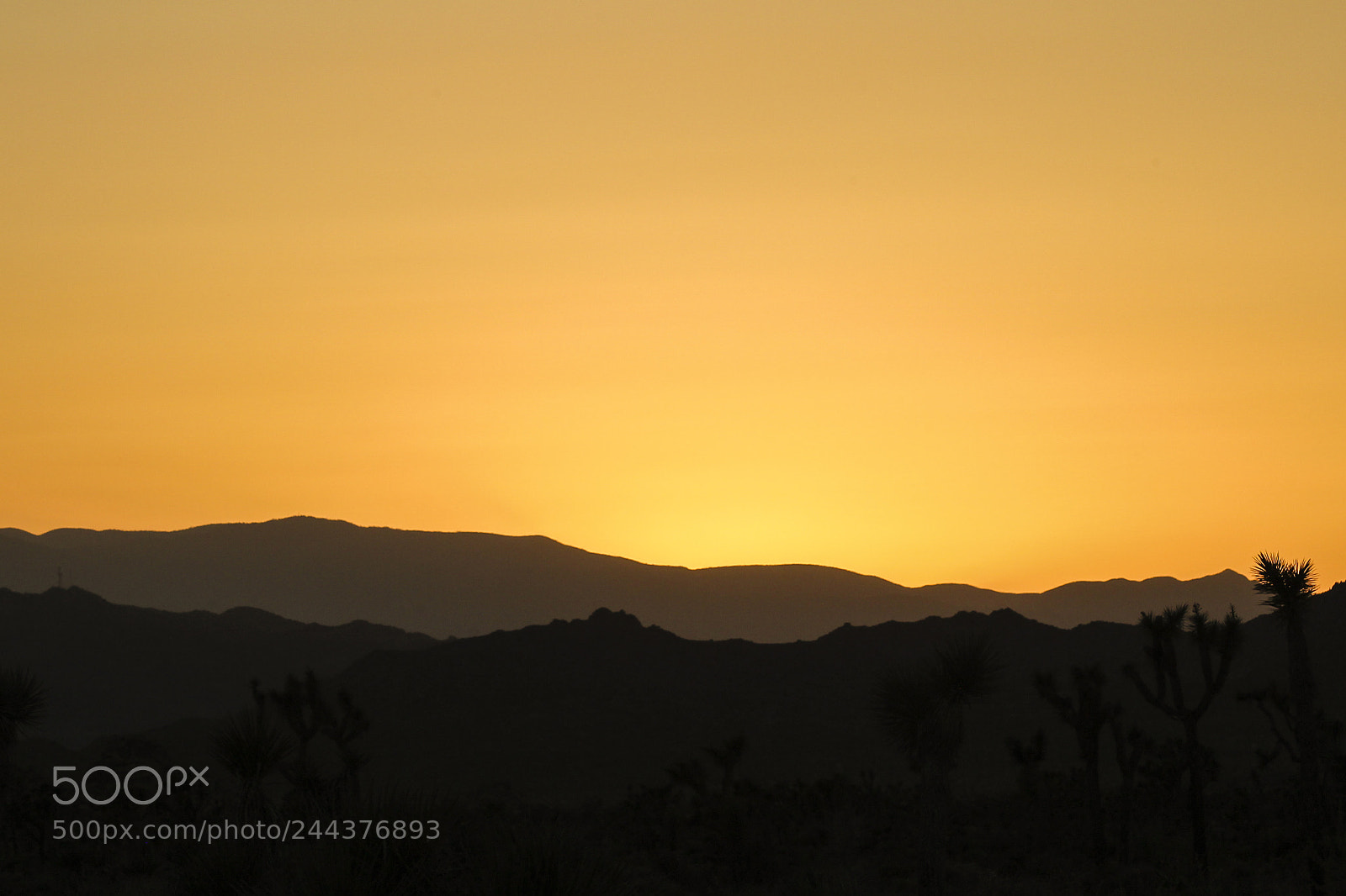 Canon EOS-1D Mark IV sample photo. Joshua tree photography