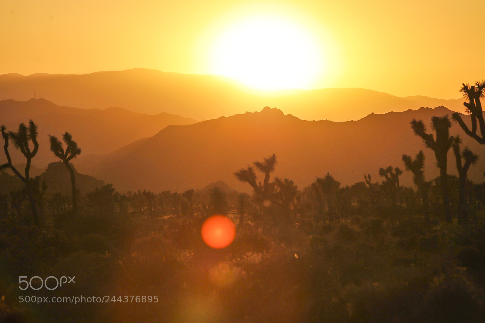 Canon EOS-1D Mark IV sample photo. Joshua tree photography