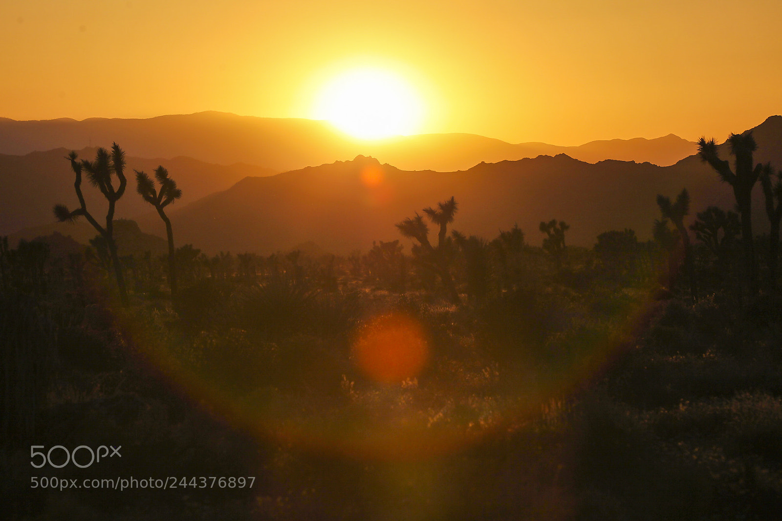 Canon EOS-1D Mark IV sample photo. Joshua tree photography