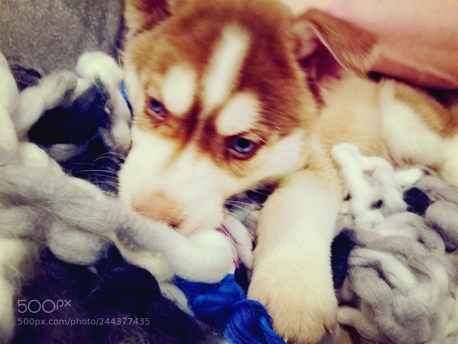 Samsung Galaxy S8+ sample photo. Puppy love photography