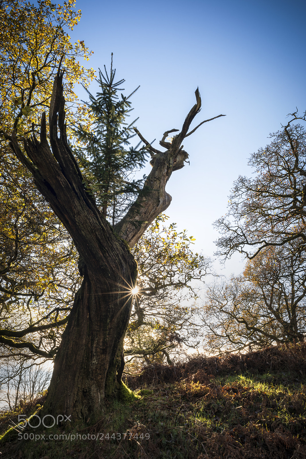 Nikon D810 sample photo. Treetop photography