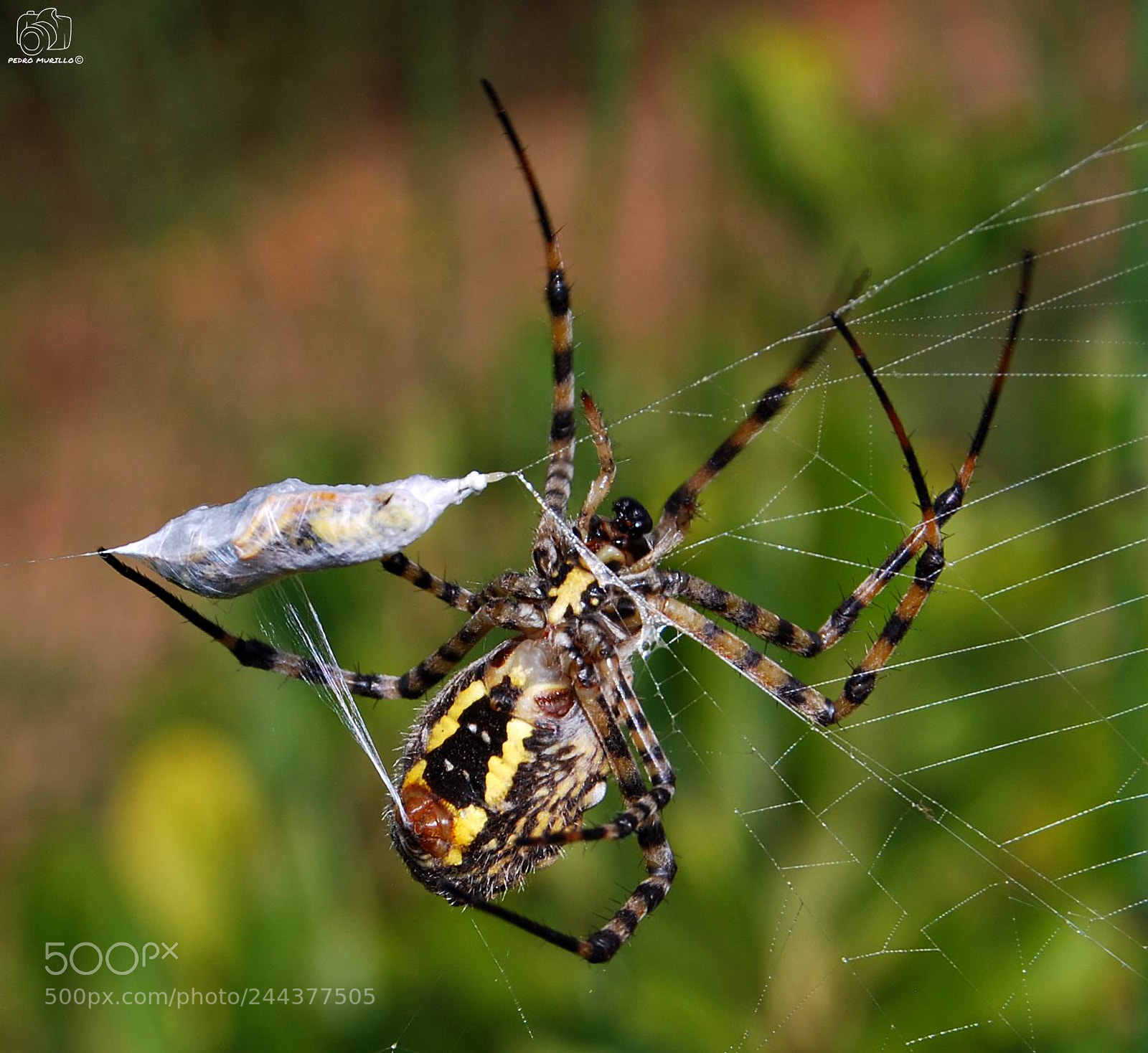Nikon D60 sample photo. Ara a tigre argiope photography