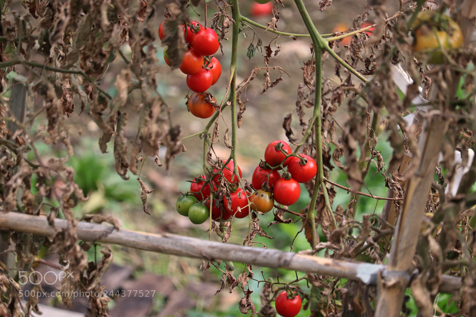 Canon EOS 77D (EOS 9000D / EOS 770D) sample photo. Img o photography