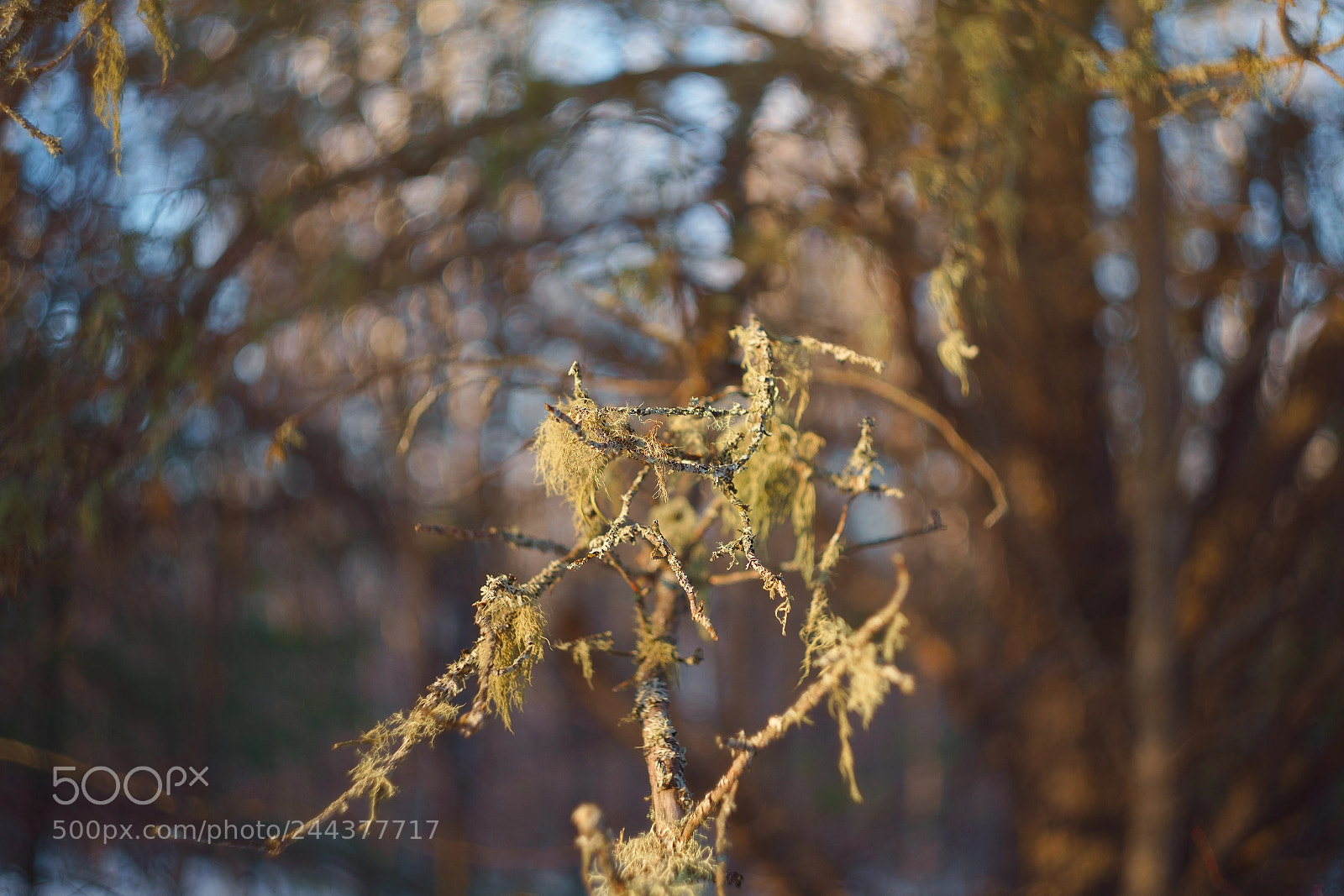 Sony a7R III sample photo. Art by helios photography