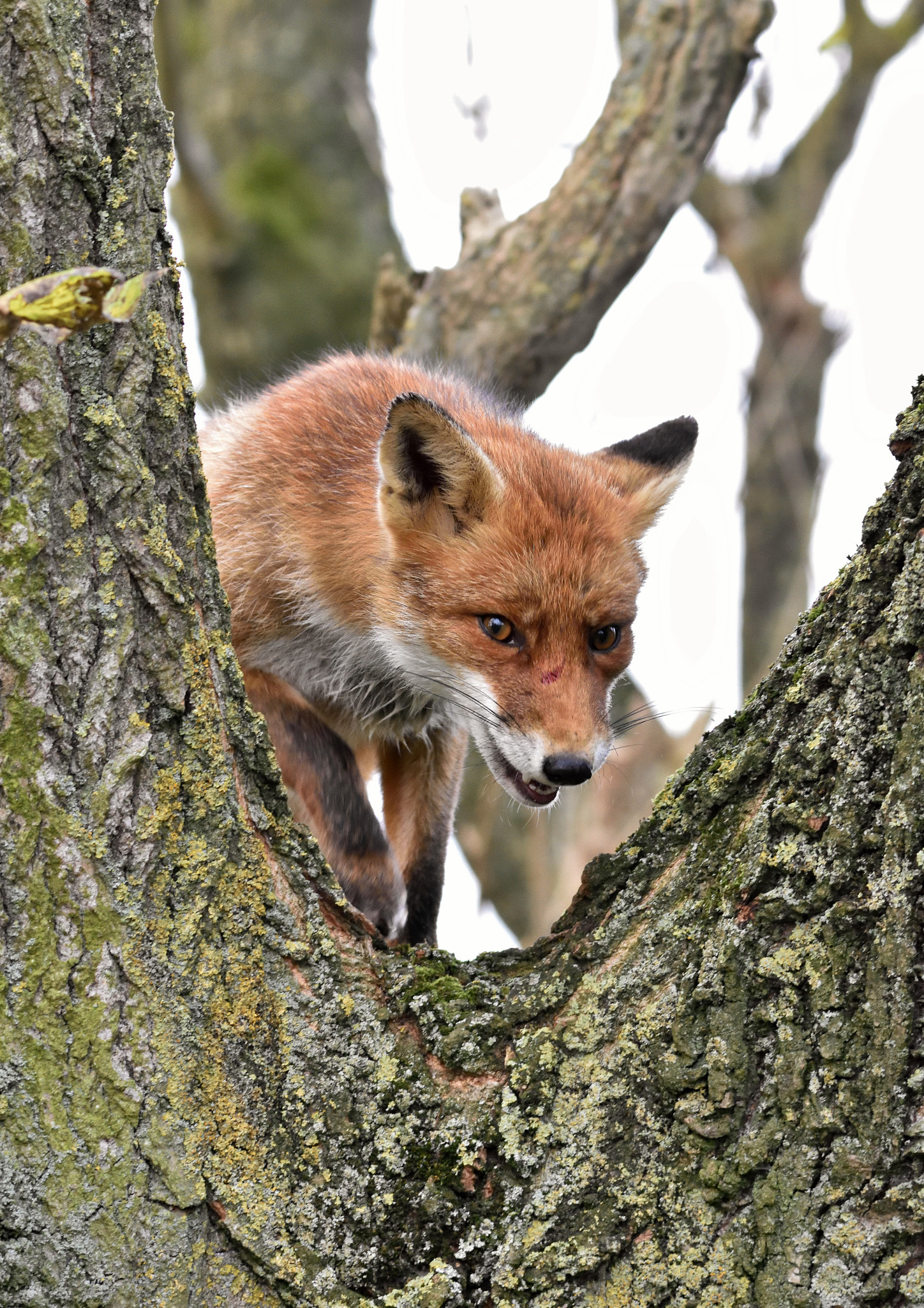 Sigma 150-500mm F5-6.3 DG OS HSM sample photo. Fox in the tree photography