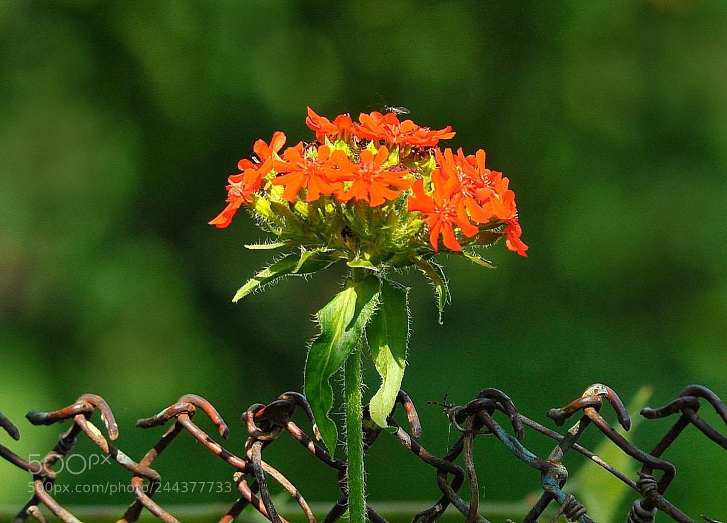 Nikon D700 sample photo. In love photography