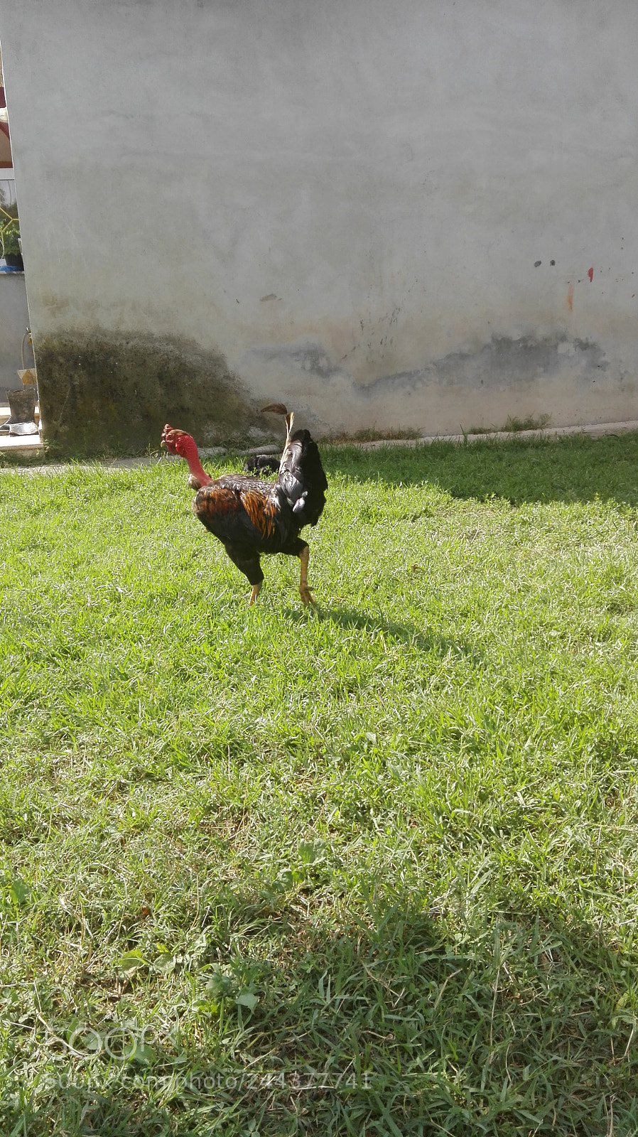 HUAWEI P8 Lite sample photo. Lonely cockerel photography