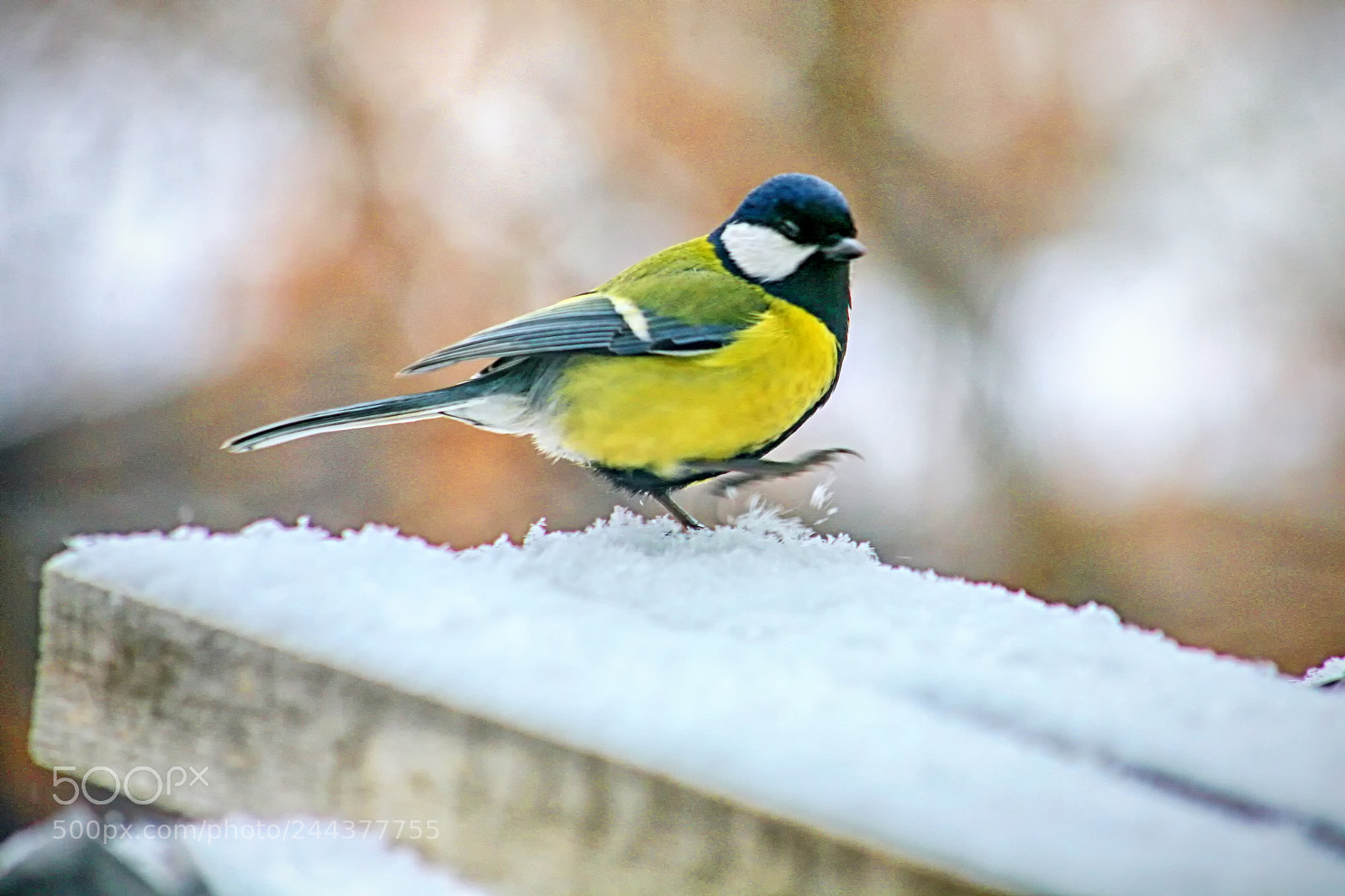 Canon EOS 5D sample photo. Parus major photography