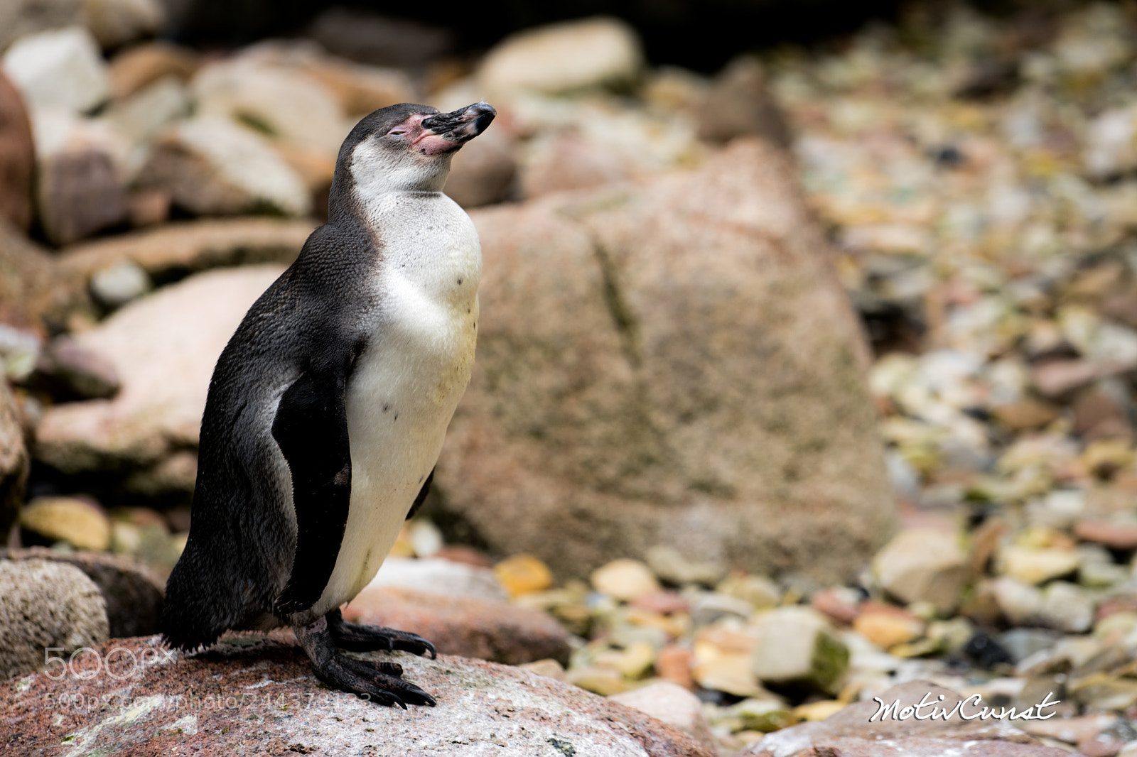 Sony a7 II sample photo. Pinguin entspannt .. photography