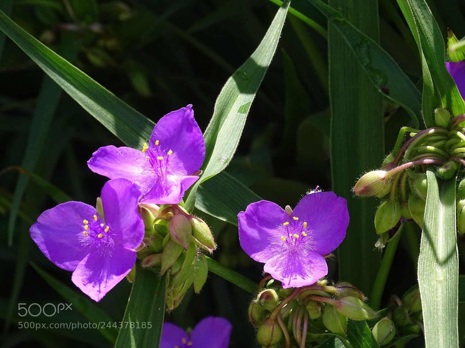 Sony Cyber-shot DSC-HX400V sample photo. Dsc photography