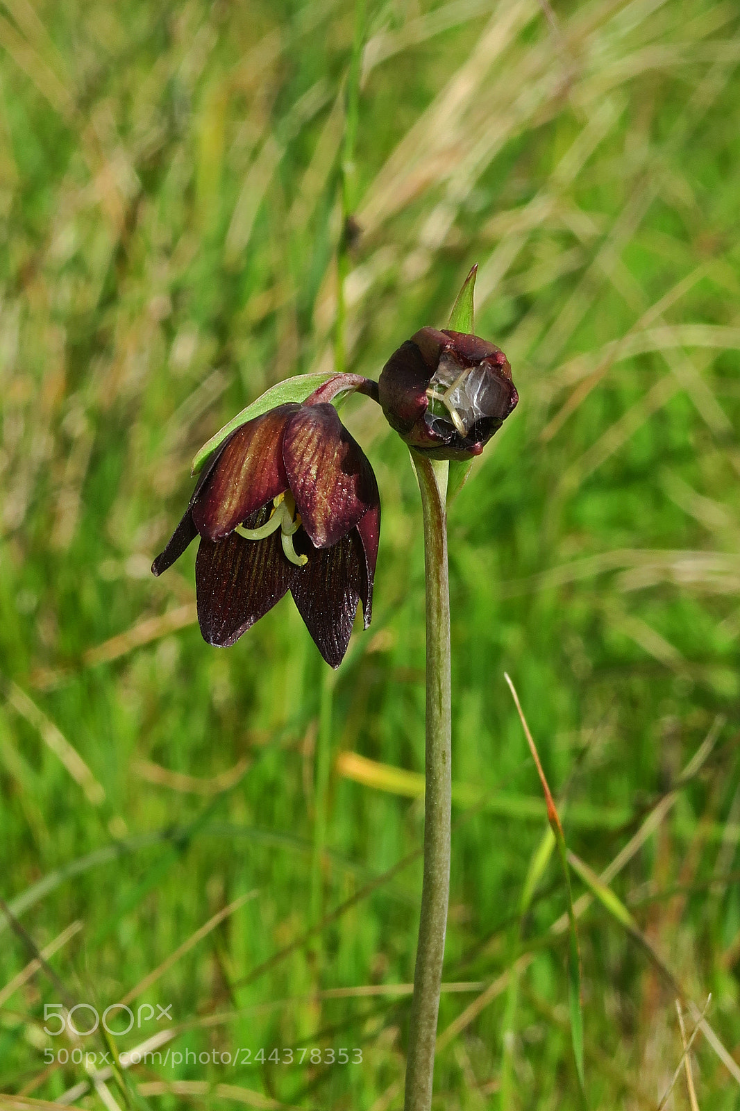 Canon PowerShot G7 X sample photo. Chocolate lilly photography