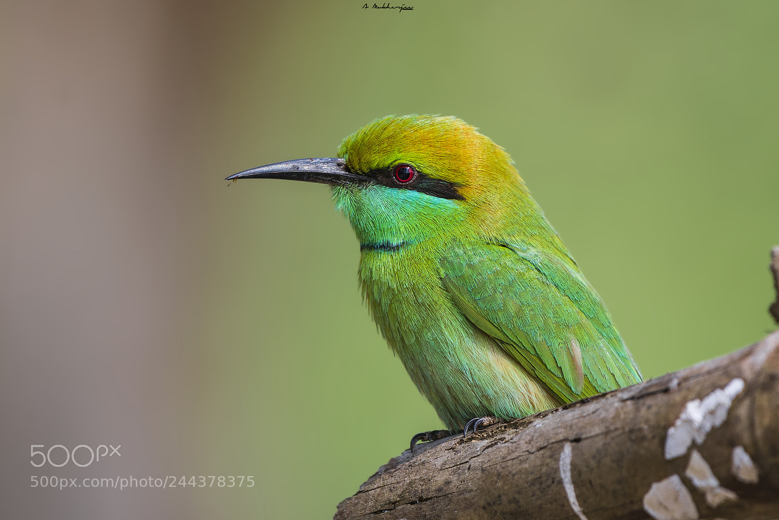 Nikon D7100 sample photo. Green bee eater photography