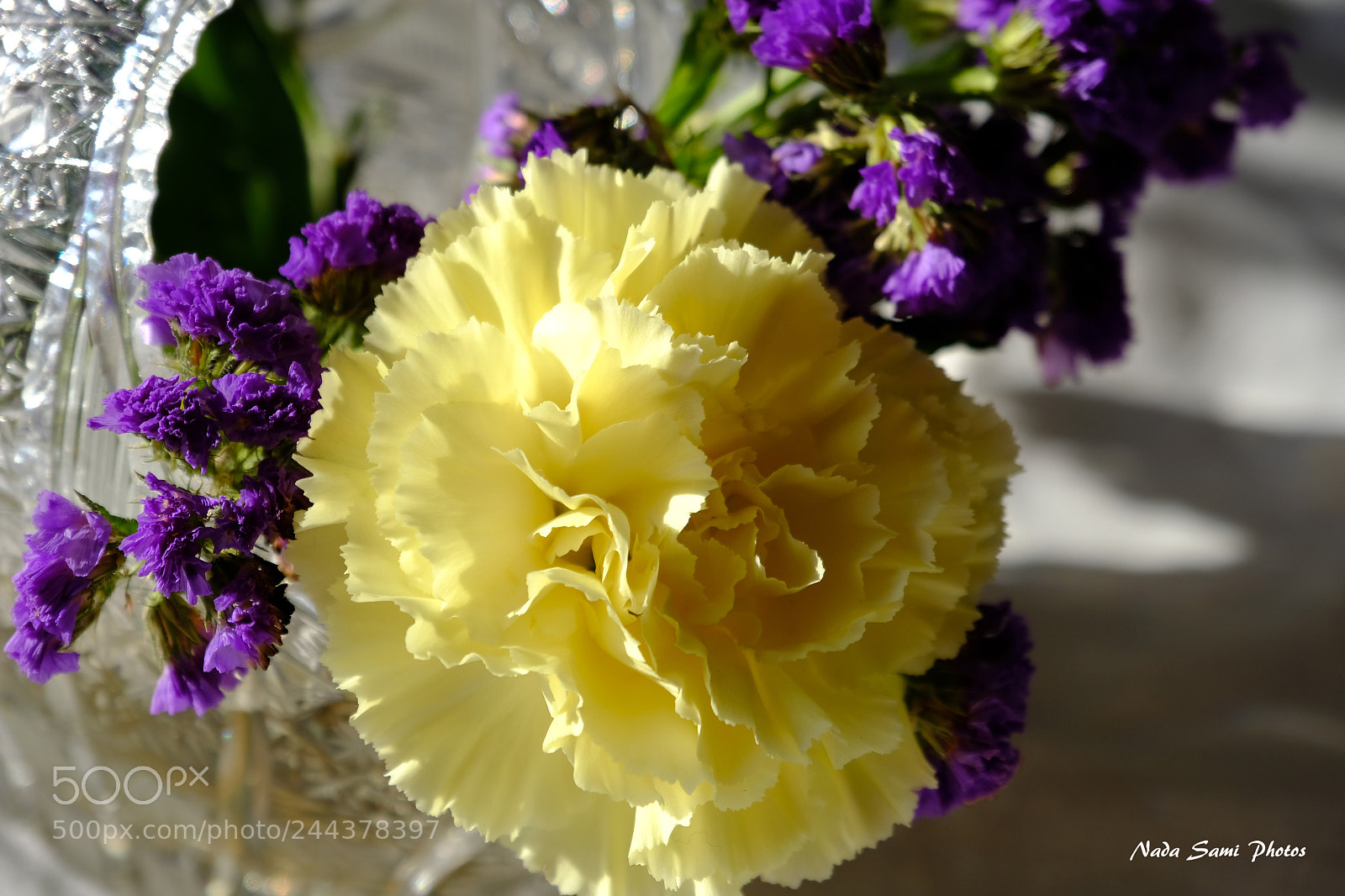 Fujifilm X-T2 sample photo. Yellow carnation photography