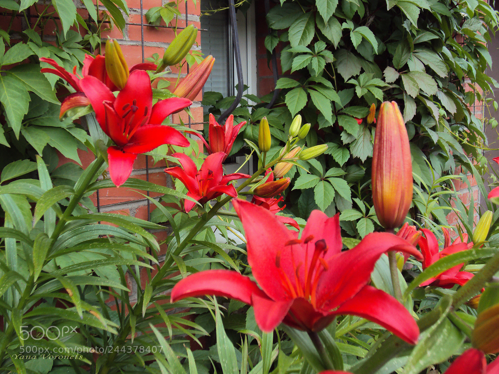 Sony DSC-W190 sample photo. Red lilies photography